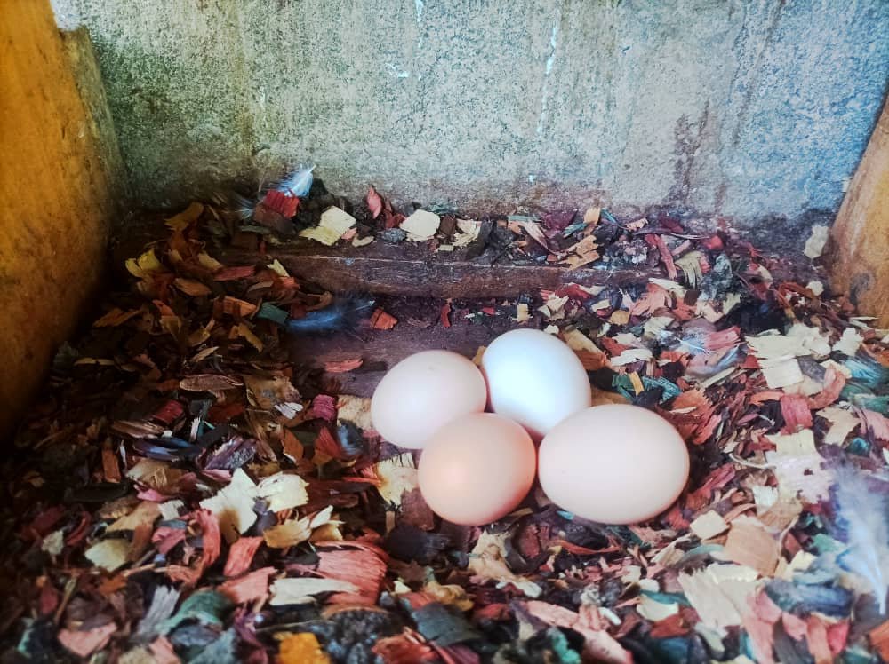 Œufs Frais du Matin