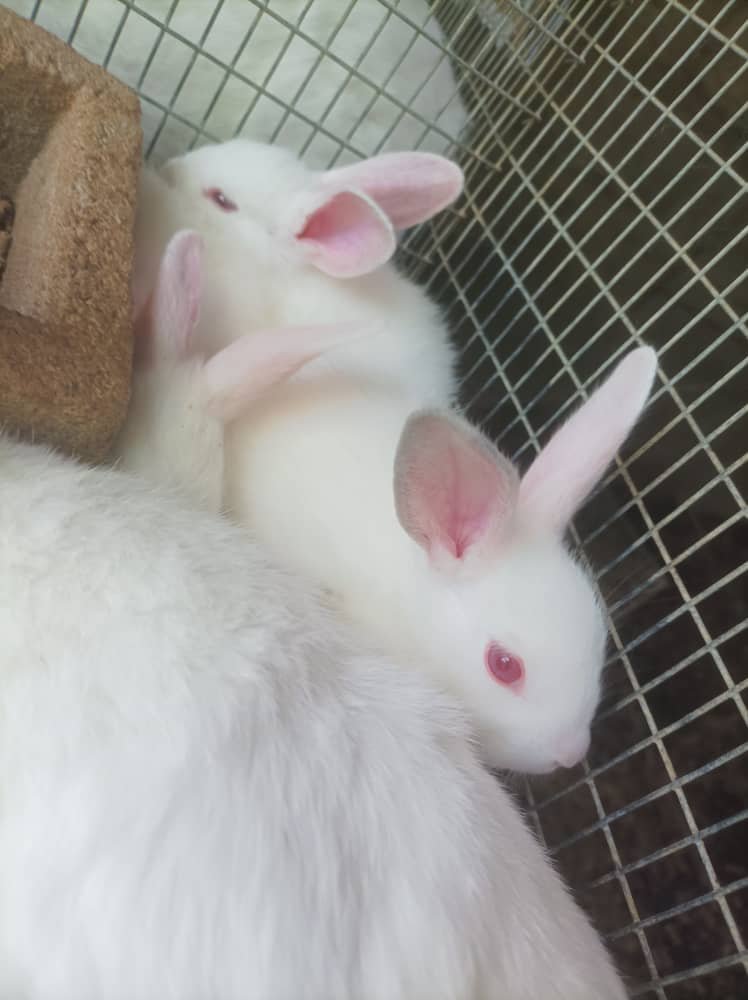 Plan de rationnement pour lapins hybrides et locales