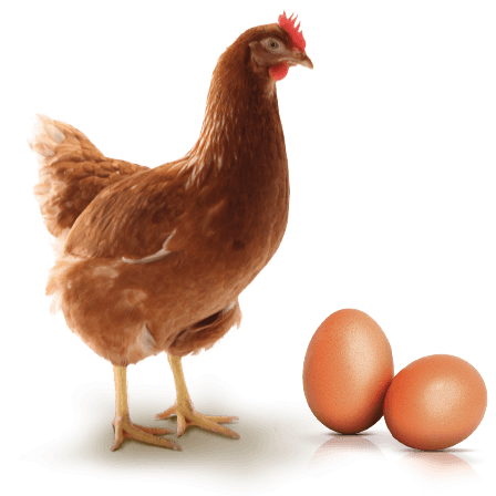 Prophylaxie complète pour pondeuse